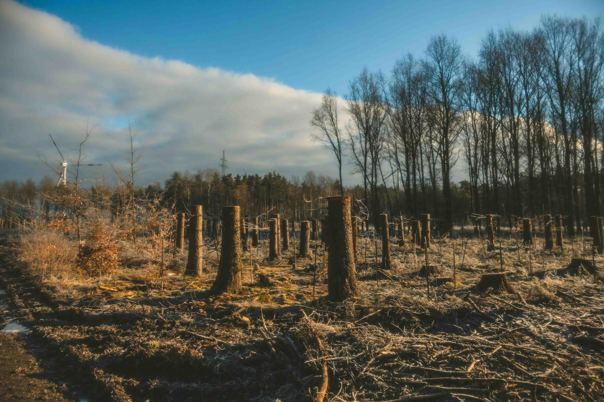 How Deforestation Contributes to Climate Change